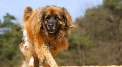 Leonberger (foto): domáca kópia leva nemeckej krvi